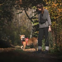 Majki, pies do adopcji