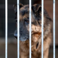 Tokay, pies do adopcji