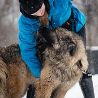 India, suczka do adopcji