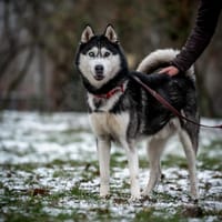 Rashi , pies do adopcji