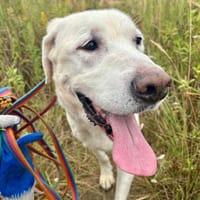 Kaj, pies do adopcji