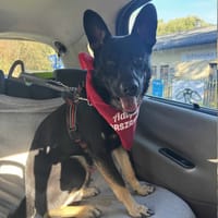 Lucek, pies do adopcji