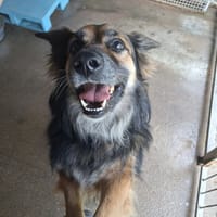 Kofi, pies do adopcji