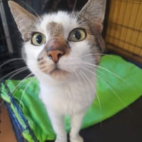 Lucjan, kot do adopcji