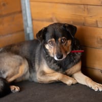 Karamba, suczka do adopcji