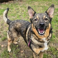 Szarik, pies do adopcji