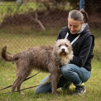 Mysza, suczka do adopcji