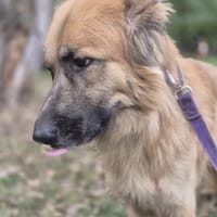 Wafel, pies do adopcji