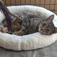 Thom, kot do adopcji