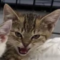 Bobby, kot do adopcji