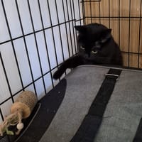 Fej, kotka do adopcji