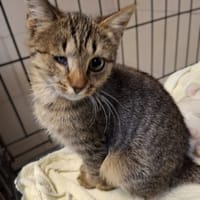 Muzyk, kot do adopcji