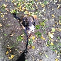 Süsser Welpenjunge Taeju sucht Zuhause, Hund zur Adoption