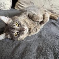 Lillian sucht ihr Zuhause, Katze zur Adoption