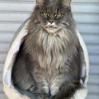 Miesi sucht passendes Zuhause, Katze zur Adoption