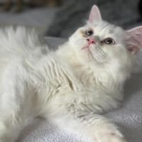Snowy sucht ihr Zuhause, Katze zur Adoption
