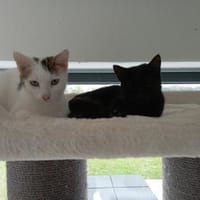 Gustl und Nero suchen Zuhause, Kater zur Adoption