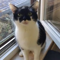 Maja sucht ihr Zuhause, Katze zur Adoption