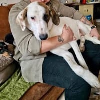 Verschmuster Ozzy, Hund zur Adoption