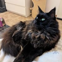 Donna - die verschmuste Chefin, Katze zur Adoption