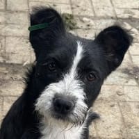 EDVINA-lebenslustige,hübsche Jung-Hündin, Hündin zur Adoption
