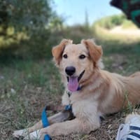 Freddy - in 46242 Bottrop, Hund zur Adoption