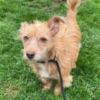 MAUSI - liebe & fröhliche Hüdnin, Hündin zur Adoption
