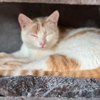 Punky sucht Zuhause, Kater zur Adoption