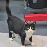 Minnie Sonnenscheinchen sucht Familie, Katze zur Adoption