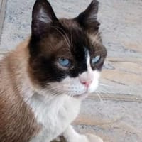 SOS BALOU- verliert sein neues Zuhause!, Kater zur Adoption