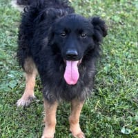 Wuscheliger, süßer Mustang sucht Familie, Hund zur Adoption