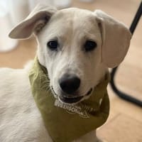Yang sucht aktive Menschen, Hündin zur Adoption