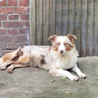 Veggie, Hündin zur Adoption