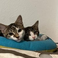 Izzy u. Ivo suchen ein liebevolles Heim, Kater zur Adoption