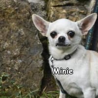 MINIE, Hündin zur Adoption