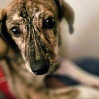 Pepper möchte endlich verstanden werden, Hündin zur Adoption