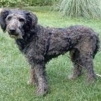 Ronny 47 cm (Pflegestelle), Hund zur Adoption