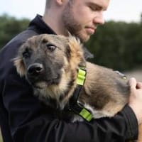 Scotty sucht sein Zuhause, Hund zur Adoption