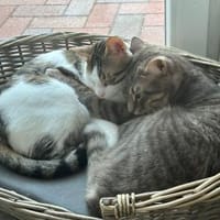 Minos und Vivo aus dem Tierschutz, Kater zur Adoption