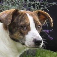 HELEN-bezaubernde Hündin, 40 cm, Hündin zur Adoption