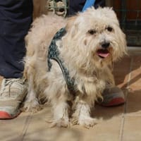 Batman, verspielt, offen, freundlich, Hund zur Adoption