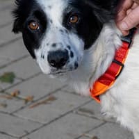 Lea sucht ihre Familie, Hündin zur Adoption