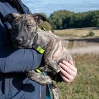 Hier kommt Tyras, Hund zur Adoption