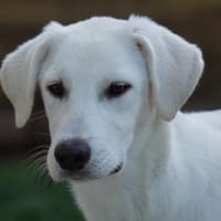 Möchten Sie Cico bei sich aufnehmen?, Hund zur Adoption