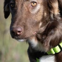 Soccx sucht ihre Familie, Hündin zur Adoption