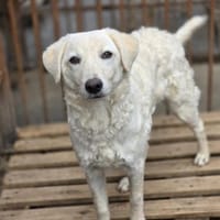 Avocado - so lieb & aufgeschlossen (I), Hund zur Adoption