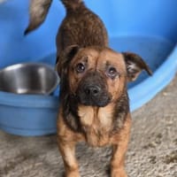 Victor sucht sein Glück (I), Hund zur Adoption