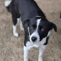 Bambi - sanfte Seele  (I), Hündin zur Adoption