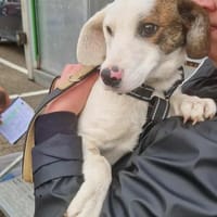 Kleiner Sonnenschein Viola / 45138 Essen, Hündin zur Adoption