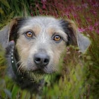 Ludwigsucht eine liebe Familie❤, Hund zur Adoption
